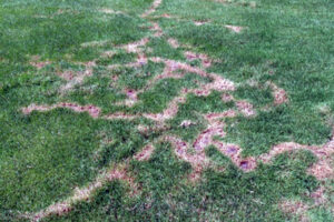 Do Moles Aerate the Lawn?