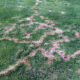 Do Moles Aerate the Lawn?