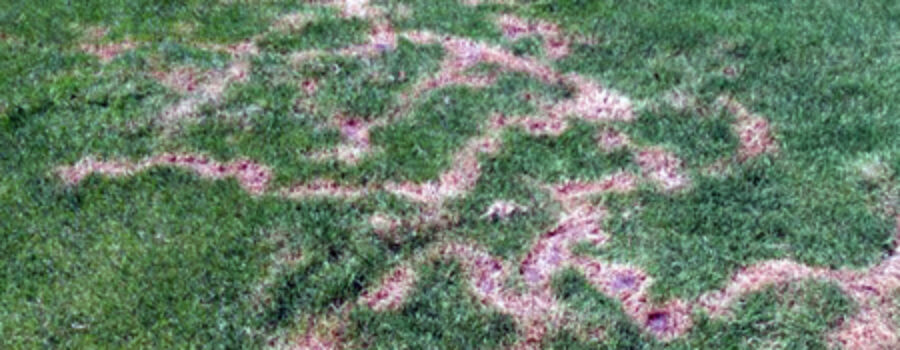 Do Moles Aerate the Lawn?