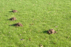 Are Moles a Protected Species in the UK?