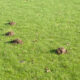 Are Moles a Protected Species in the UK?