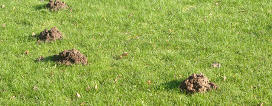 Are Moles a Protected Species in the UK?