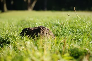How to Get Rid of Moles