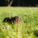 How to Get Rid of Moles
