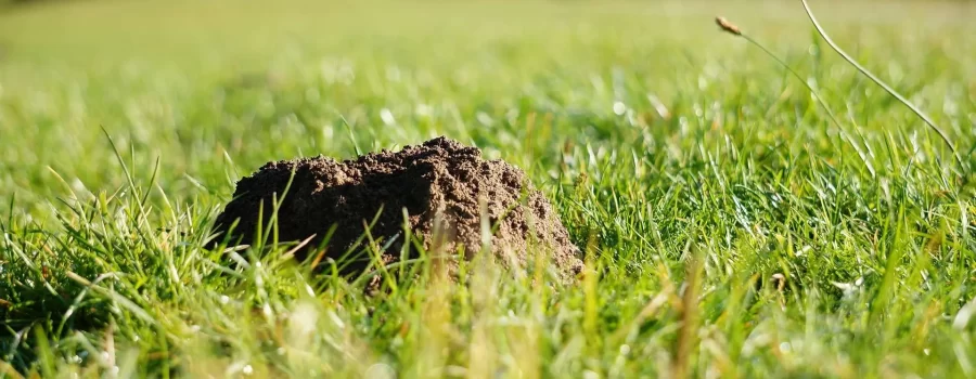 How to Get Rid of Moles